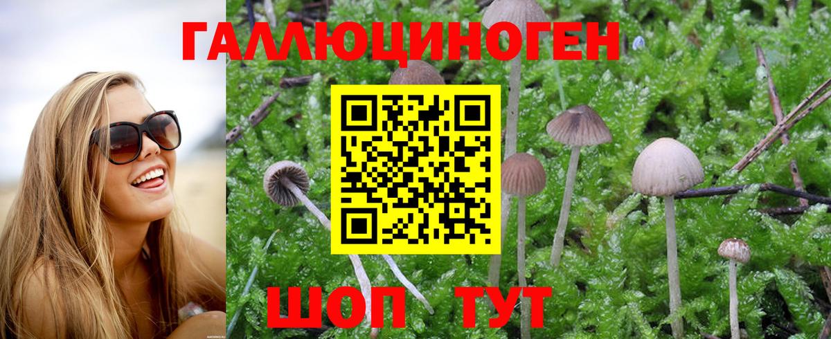 Псилоцибиновые грибы Psilocybe Евпатория